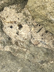 Istiblennius zebra