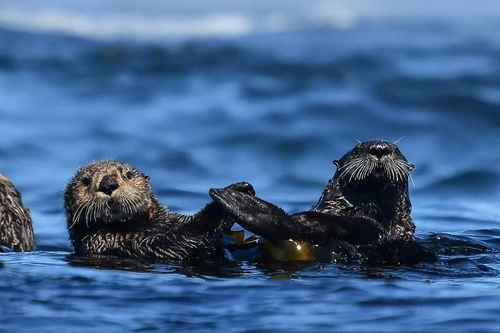 photo of Sea Otter (Enhydra lutris)