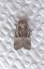 Meropleon ambifusca