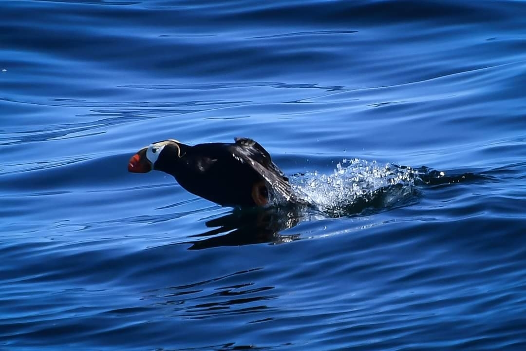 Tufted Puffin (Fratercula cirrhata) · iNaturalist Tufted Puffin (Fratercula cirrhata) · iNaturalist