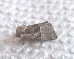 Meropleon ambifusca