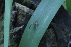 Trypherus latipennis
