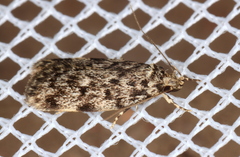 Barea nymphica