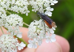 Arge abdominalis