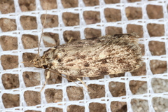 Barea nymphica