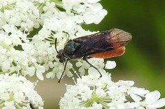 Arge abdominalis