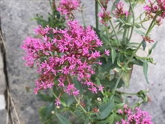 Centranthus ruber