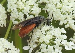 Arge abdominalis
