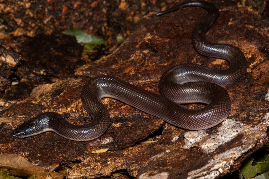 Mexican Burrowing Python