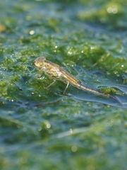 Enallagma geminatum