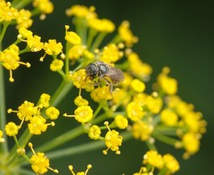 Lasioglossum
