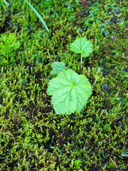 Pectiantia pentandra