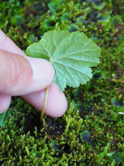 Pectiantia pentandra