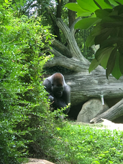 Gorilla gorilla