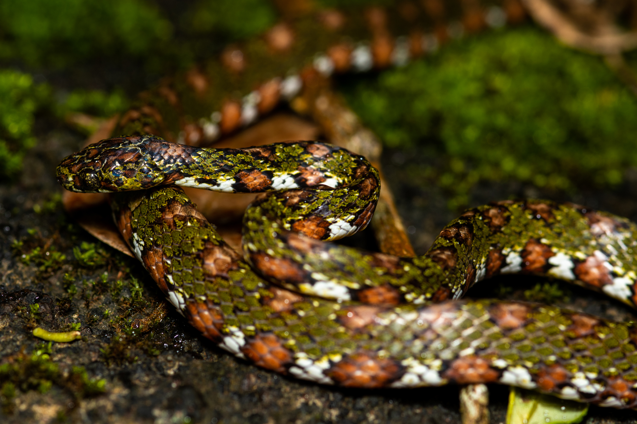 lichen-colored snail sucker, stejneger's snail sucker