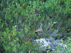 Dendragapus fuliginosus