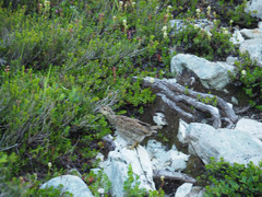 Dendragapus fuliginosus