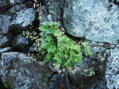 Heuchera glabra
