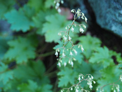 Heuchera glabra
