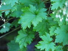 Heuchera glabra