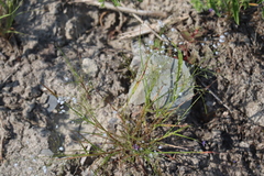 Panicum philadelphicum