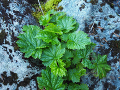 Pectiantia pentandra