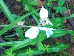 Moraea tripetala