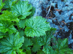 Pectiantia pentandra