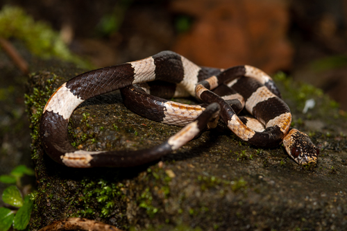 American Snail-eater