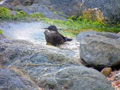 Cinclodes nigrofumosus