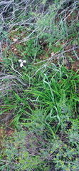 Moraea tripetala