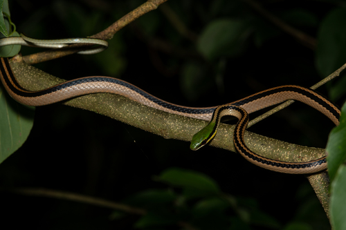 Striped Lowland Snake