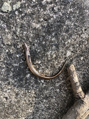 Hemiergis talbingoensis