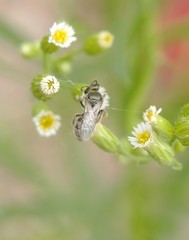 Lasioglossum