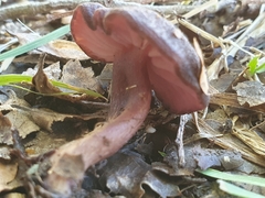 Laccaria violaceonigra