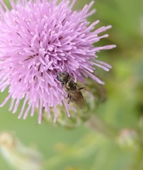 Lasioglossum