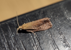 Celypha rufana