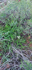 Moraea tripetala