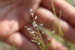 Panicum philadelphicum