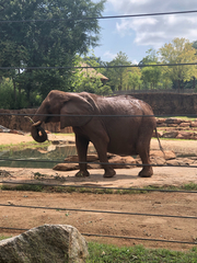 Elephantidae