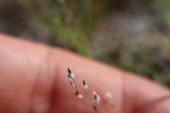 Panicum philadelphicum