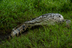 Crocodylus acutus image