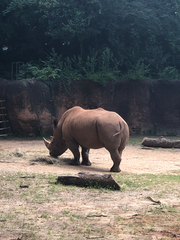 Rhinocerotidae