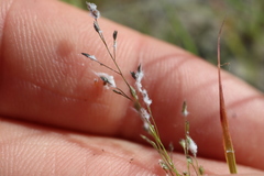 Panicum philadelphicum