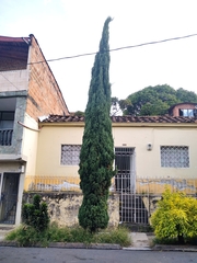 Cupressus