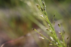 Panicum philadelphicum
