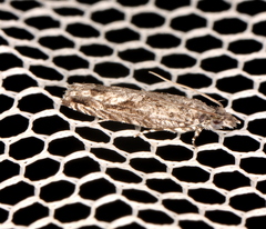 Holocola thalassinana