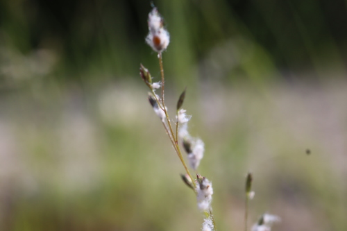 Image of Eragrostis frankii by (c) Henry "Nick" Robertson, some rights reserved (CC BY-SA)