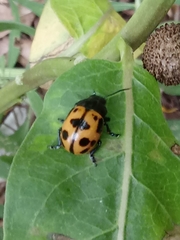 Labidomera clivicollis