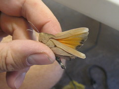 Tomonotus ferruginosus